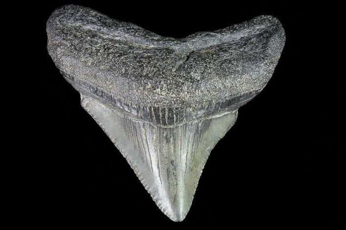 Juvenile Megalodon Tooth - Georgia #75415